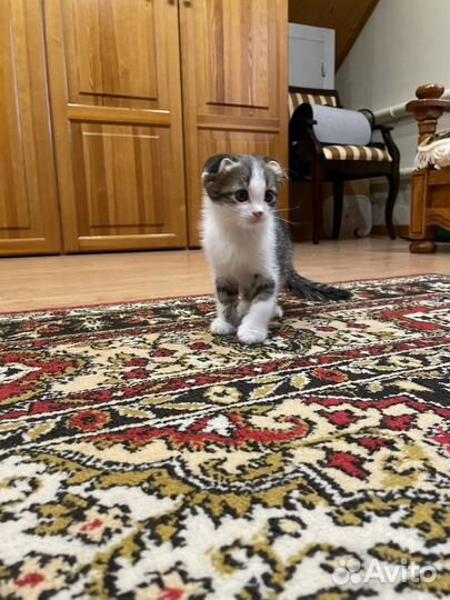 Шотландские вислоухие котята