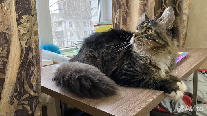 Мейн-кун кошечка