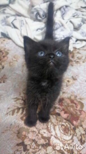 Котенок кошечка