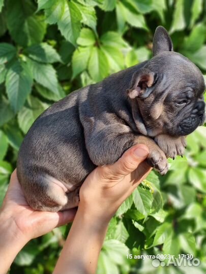 Французский бульдог