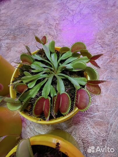 Непентес, Венерина мухоловка