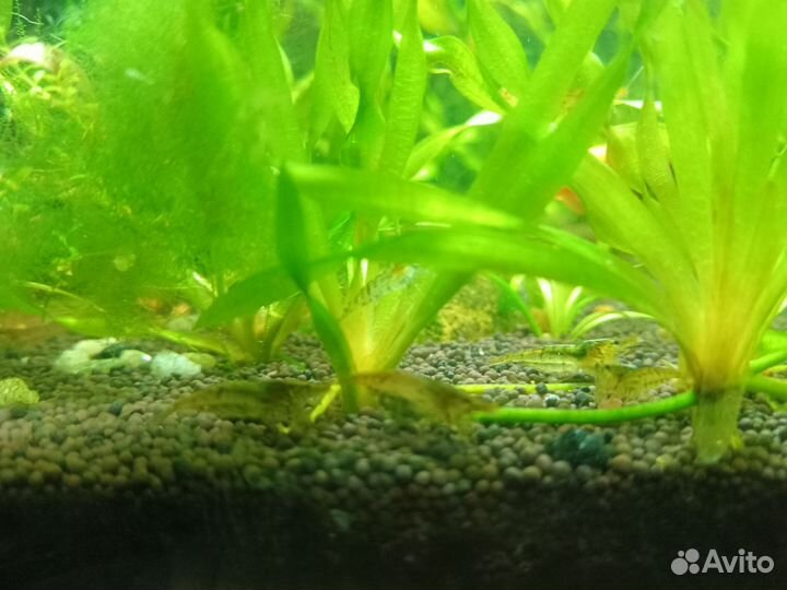 Креветки аквариумные серые