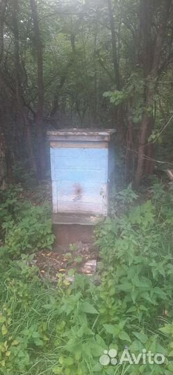 Пчелы с ульями