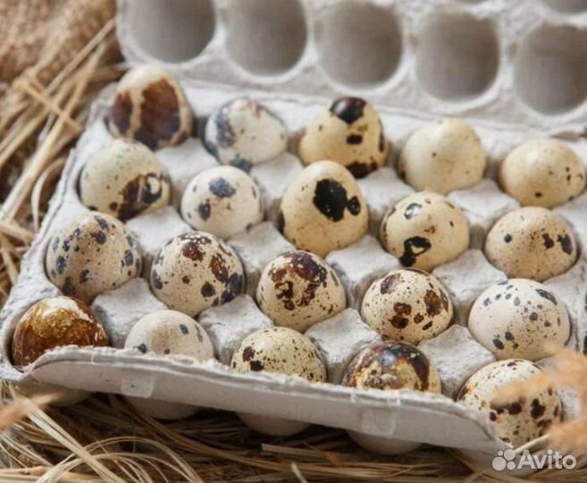 Яйца перепелиные домашние, перепела