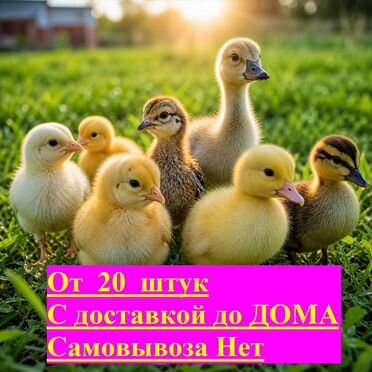 Утята и гусята с доставкой до дома