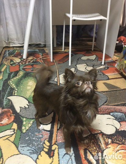 Чихуахуа кобель на вязку