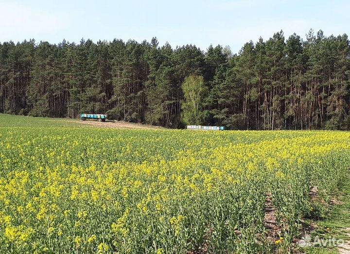 Пчелопакеты с селекционными матками 2023 года