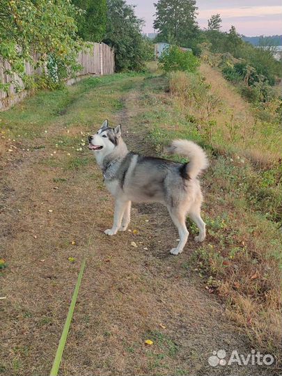 Аляскинский маламут