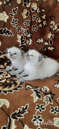 Кошка в дар