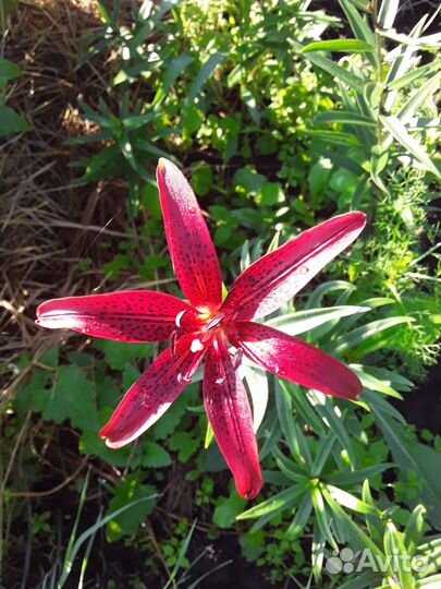 Многолетние цветы