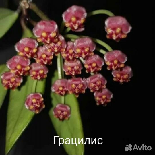 Хойи:Лакуноза эскимо, Грацилис, Матильда