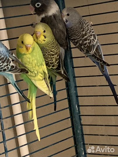 Птенцы волнистого попугая