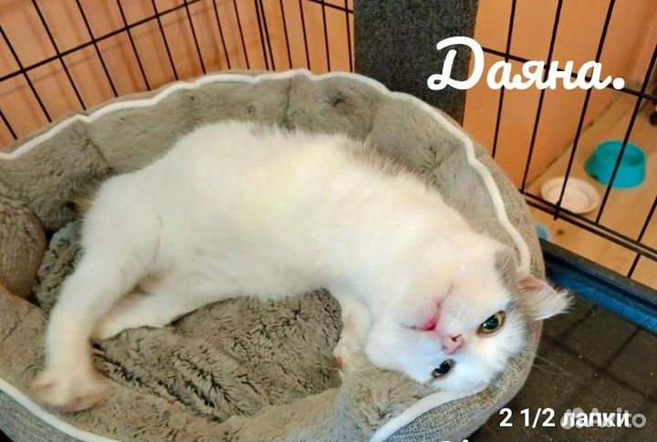 Кошки в добрые руки