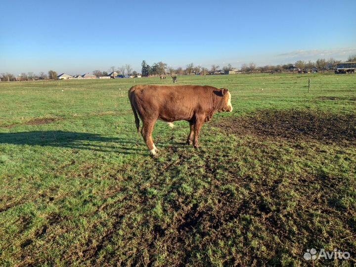 Быки и телки