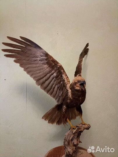 Чучело.Лунь болотный