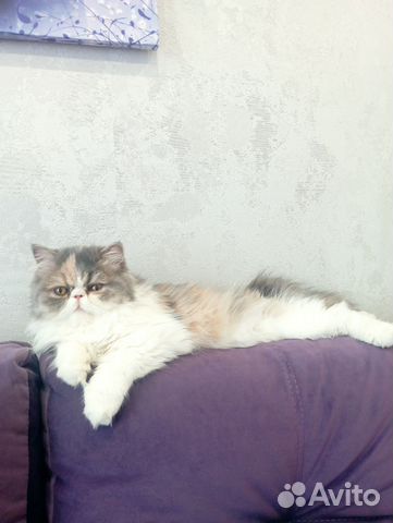 авито кудымкар котята. авито сыктывкар животные кошки. авито котята. авито сыктывкар животные кошки. авито сыктывкар животные кошки.