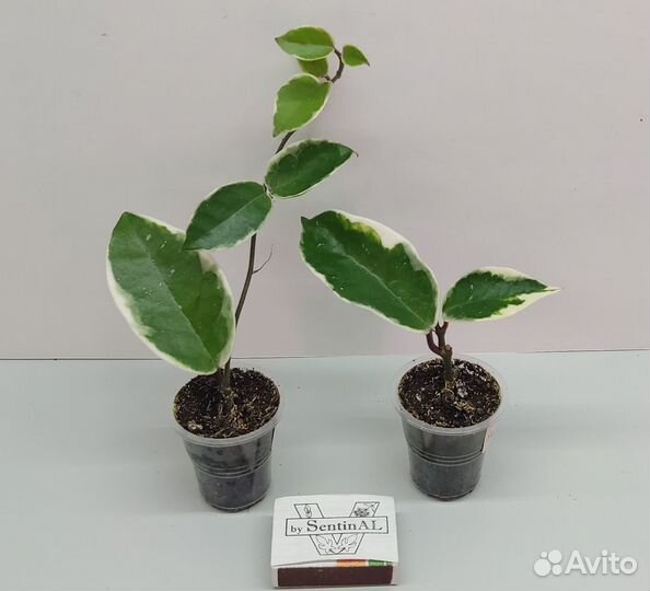 Хойи много сортов (обновлено 23.08)