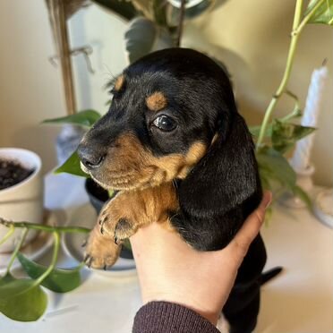 Кроличья такса, щенок