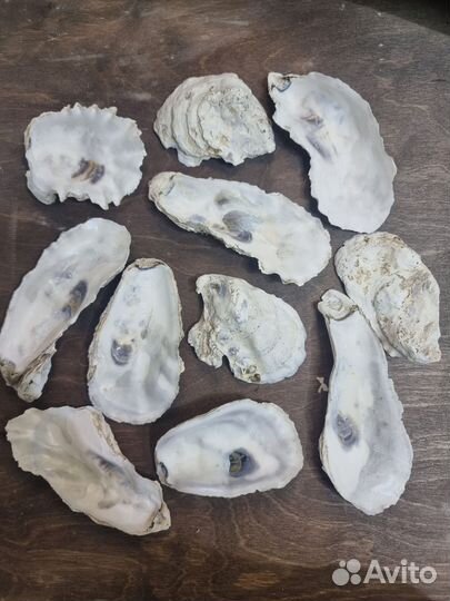 Устричные раковины