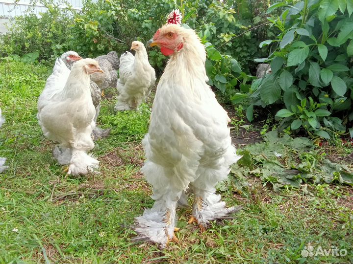 Продам молодняк кур Изабелла и брама темная.петухи