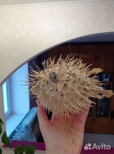 Чучело рыбы-еж-фугу