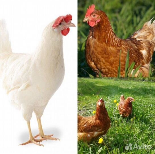 Куры молодки