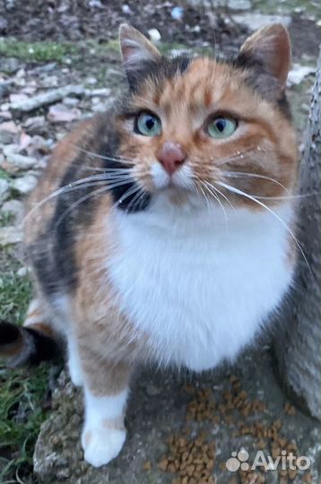 Кошечка-трехцветка на счастье