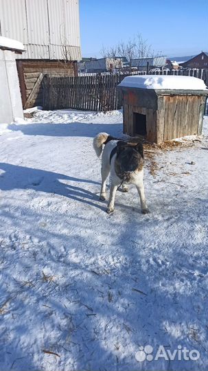 В добрые руки