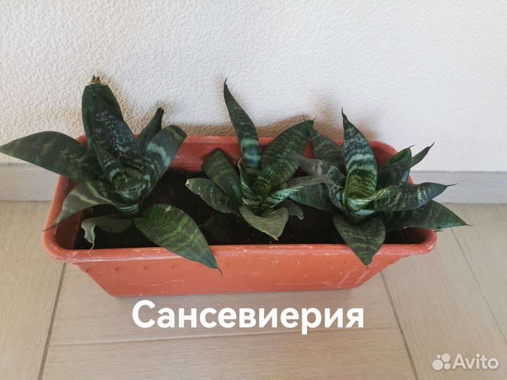 Сансевиерия