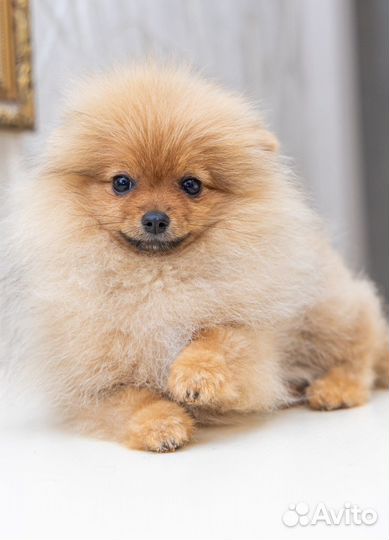 Щенки шпица