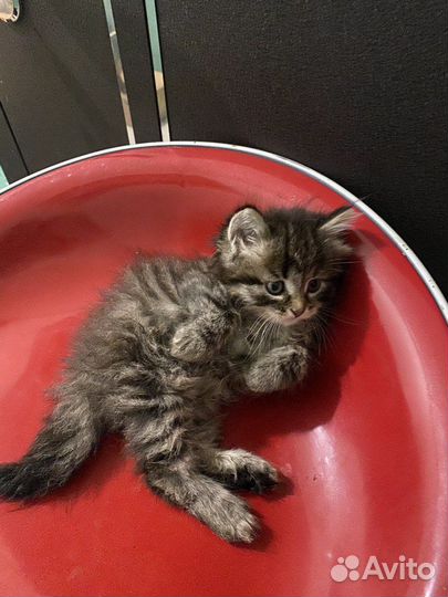 Котенок в добрые руки