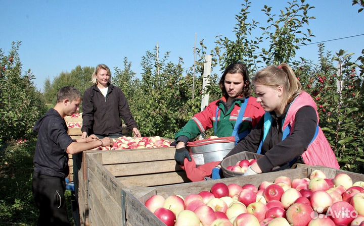 Работа Сборщиком яблок