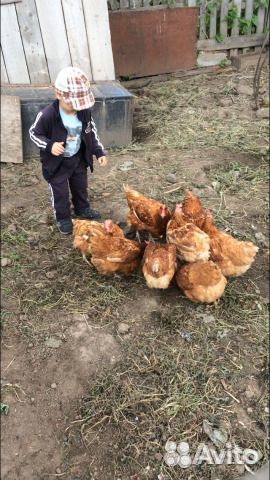 Куры несушки