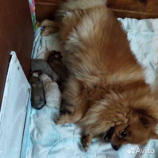 Щенки малого немецкого шпица