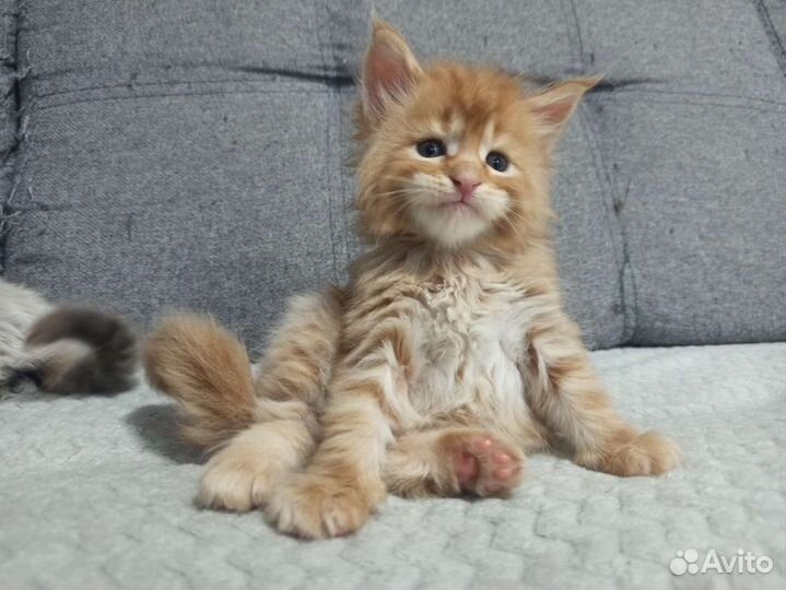 Котята мейн-кун