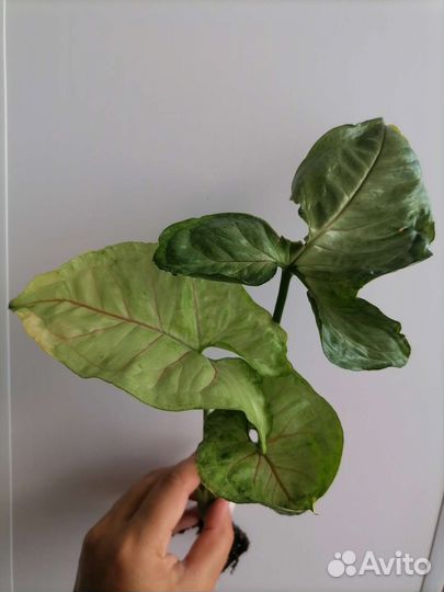 Сингониум орм тонг вариегатный