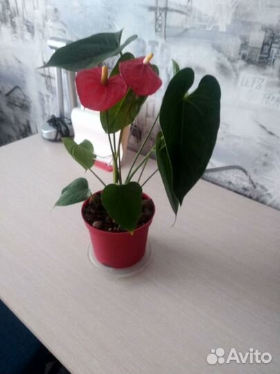 Антуриум красный