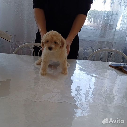 Мальтипу девочка