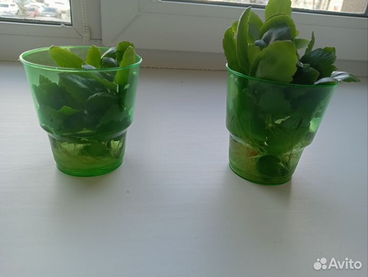 Каланхоэ цветущий