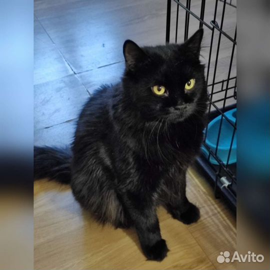 Роскошный Барон