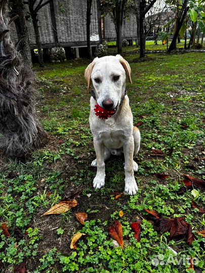 Собака в добрые руки