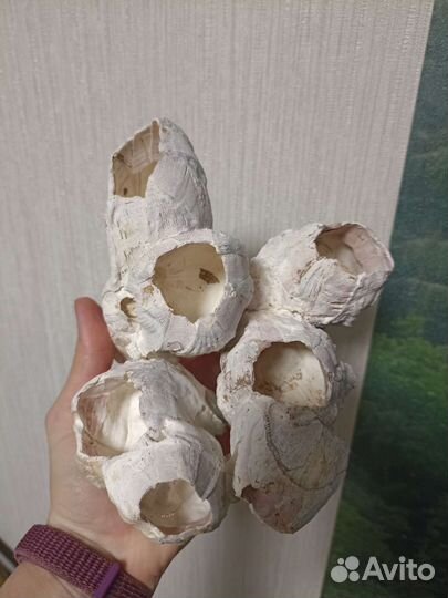 Балянус, Морской желудь, Морской тюльпан