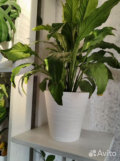 Горшок для цветов