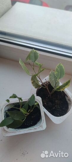 Фикус бенджамина