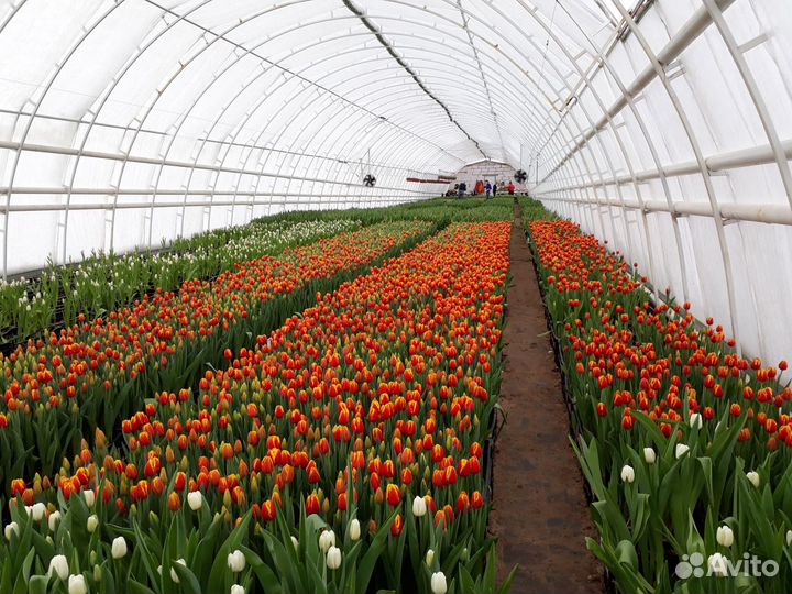 Тюльпаны от производителя