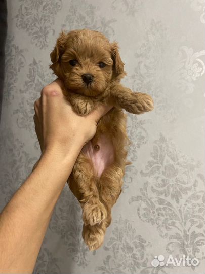 Мальтипу micro F1