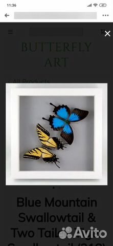 Бабочка парусник Уоллиса объявление продам