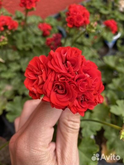 Пеларгония Johanna fr. Sattraby