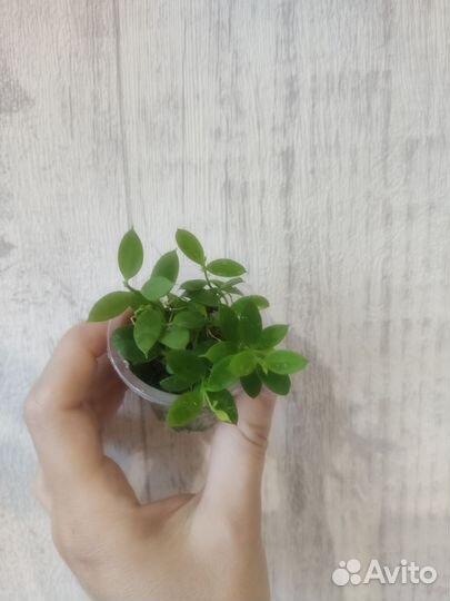 Дисхидии разные