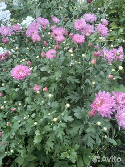 Цветы садовые многолетники